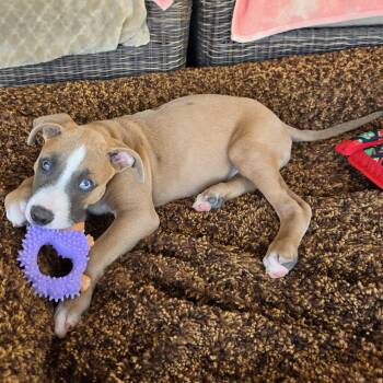 OATLEY ( Tyson) -  Boxer and American Staffordshire Terrier Dog for Adoption in Palm Desert, California - OATLEY ( Tyson) | PetCurious