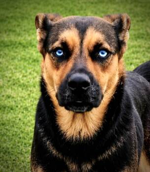 April -  Rottweiler and Husky Dog for Adoption in Lucas, Texas - April | PetCurious