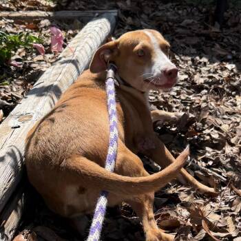 Seraphina -  Mixed Breed Dog for Adoption in Tampa, Florida - Seraphina | PetCurious