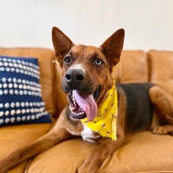 German Shepherd Dog and Basenji Dogs Available for Adoption in Friendswood, Texas - Niko Baby Boy | PetCurious