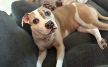 Gracie -  Pit Bull Terrier Dog for Adoption in Wolcott, Connecticut - Gracie | PetCurious
