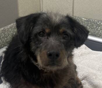 Rescue Schnauzer Dogs for Adoption in Houston, Texas - Chewie | PetCurious