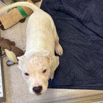 Tiki -  Pit Bull Terrier Dog for Adoption in Birmingham, Alabama - Tiki | PetCurious