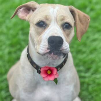 Rescue Boxer Dogs for Adoption in Brownsboro, Alabama - Lena | PetCurious