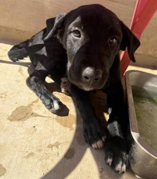 LUNA -  Labrador Retriever Dog for Adoption in San Antonio, Texas - LUNA | PetCurious