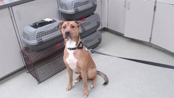 GATSBY -  Labrador Retriever and Mixed Breed Dog for Adoption in Omaha, Nebraska - GATSBY | PetCurious