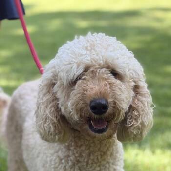 BUZZ -  Poodle and Golden Retriever Dog for Adoption in Locust Fork, Alabama - BUZZ | PetCurious