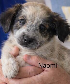 Australian Shepherd and Great Pyrenees Dogs Available for Adoption in Irving, Texas - Naomi | PetCurious