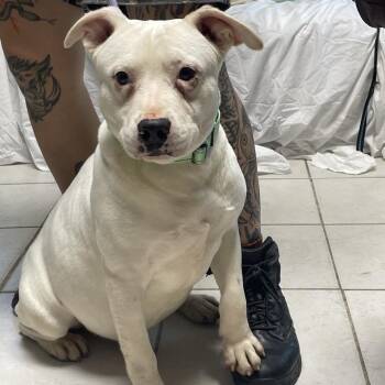 Mixed Breed Dogs Available for Adoption in Savannah, Georgia - Umami | PetCurious