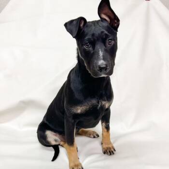 669 (2026) Lexi -  Cattle Dog and Mixed Breed Dog Available for Adoption in Parker, Colorado - 669 (2026) Lexi | PetCurious