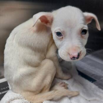 Whitaker -  Terrier and Mixed Breed Dog for Adoption in Hattiesburg, Mississippi - Whitaker | PetCurious