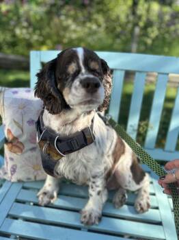 Junior -  Cocker Spaniel Dog for Adoption in Buffalo, New York - Junior | PetCurious