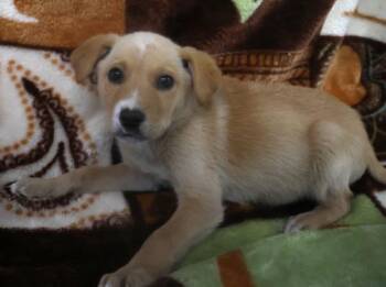 Tove -  Shepherd Dog for Adoption in Thief River Falls, Minnesota - Tove | PetCurious