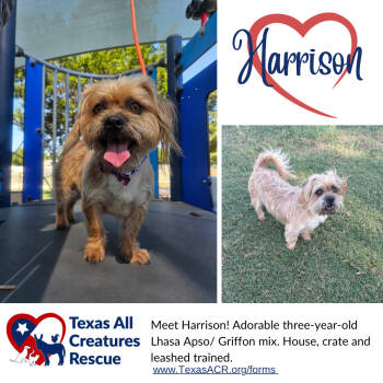 Rescue Lhasa Apso and Brussels Griffon Dogs for Adoption in Alvarado, Texas - Harrison | PetCurious