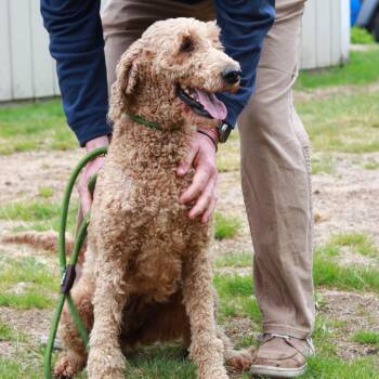 Poodle Dogs Available for Adoption in Eastford, Connecticut - CT Beatrice | PetCurious