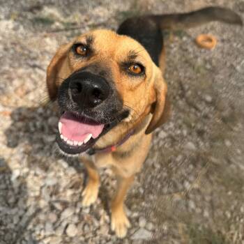 Fiona -  Coonhound and Shepherd Dog for Adoption in Pineville, Missouri - Fiona | PetCurious