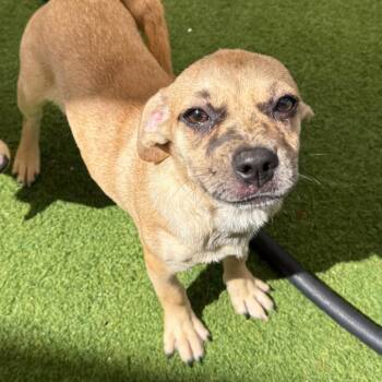 Blaire 3225 -  Catahoula Leopard Dog Dog for Adoption in Loxahatchee Groves, Florida - Blaire 3225 | PetCurious