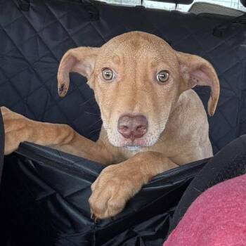 Saoirse -  Labrador Retriever and Mixed Breed Dog for Adoption in Wichita, Kansas - Saoirse | PetCurious