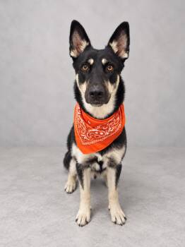 Hazel -  German Shepherd Dog Dog for Adoption in Oak Point, Texas - Hazel | PetCurious