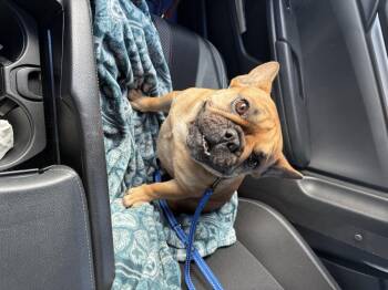 French Bulldog Dogs Available for Adoption in Houston, Texas - Nadia Aka Toast | PetCurious