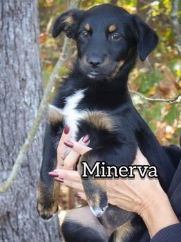 Rescue Dachshund and Terrier Dogs for Adoption in Hoffman Estates, Illinois - Minerva | PetCurious