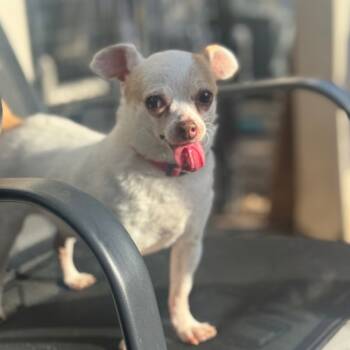Rescue Chihuahua Dogs for Adoption in Park Row, Texas - Kroshechnyy | PetCurious
