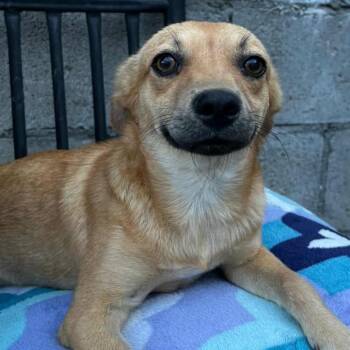 Rescue Carolina Dog Dogs for Adoption in San Diego, California - Coffee Bean | PetCurious