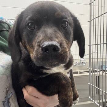 Terrier Dogs Available for Adoption - Liam | PetCurious