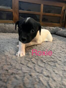 Mixed Breed Dogs Available for Adoption - Roxie  | PetCurious