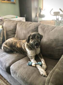 Rescue Anatolian Shepherd Dogs for Adoption in Miami Beach, Florida - Samantha | PetCurious