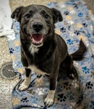 Labrador Retriever and Australian Shepherd Dogs Available for Adoption in Clyde, North Carolina - ALBANY | PetCurious
