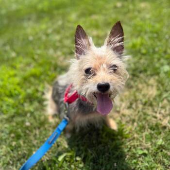 Pebbles -  Mixed Breed Dog for Adoption in Pittsburgh, Pennsylvania - Pebbles | PetCurious