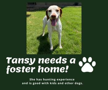 Needs Foster Tansy (GA) -  English Pointer Dog for Adoption in Bridgeton, New Jersey - Needs Foster Tansy (GA) | PetCurious