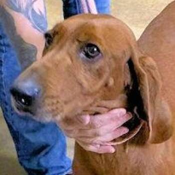 Redbone Coonhound Dogs Available for Adoption - Autumn (TN) | PetCurious