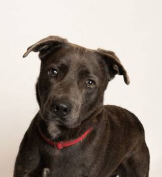 Rescue Labrador Retriever and Mixed Breed Dogs for Adoption in Baraboo, Wisconsin - Gage | PetCurious