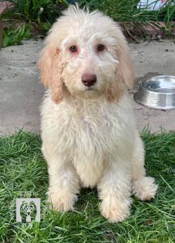 Macklemore -  Golden Retriever and Standard Poodle Dog for Adoption in Omaha, Nebraska - Macklemore | PetCurious