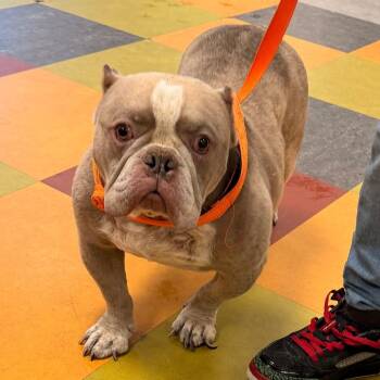 Boomer -  Mixed Breed Dog for Adoption in Philadelphia, Pennsylvania - Boomer | PetCurious