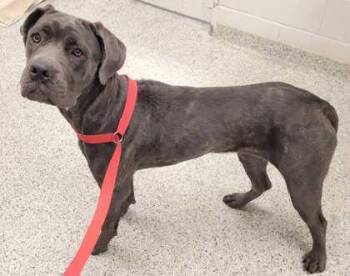 Ariadna -  Cane Corso and Mixed Breed Dog for Adoption in Kansas City, Missouri - Ariadna | PetCurious