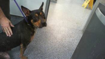 FALAFEL -  Rottweiler and Mixed Breed Dog for Adoption in Charlotte, North Carolina - FALAFEL | PetCurious