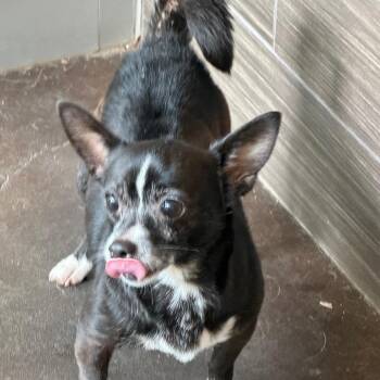 Lil Bit -  Chihuahua Dog for Adoption in Bend, Oregon - Lil Bit | PetCurious