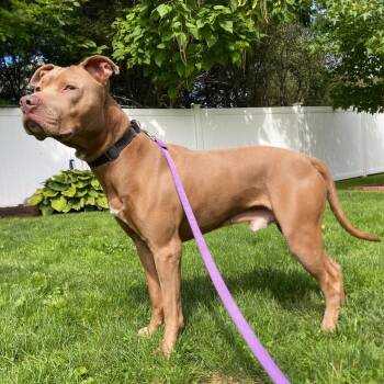 Goomba -  Pit Bull Terrier and Mixed Breed Dog for Adoption in Fall River, Massachusetts - Goomba | PetCurious