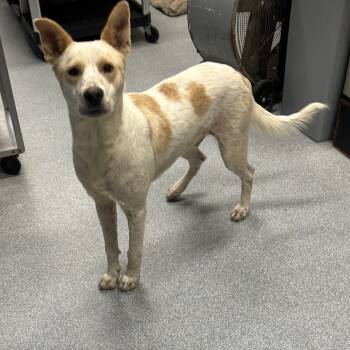 Australian Cattle Dog Blue Heeler Dogs Available for Adoption in St. Joseph, Michigan - Bruce | PetCurious