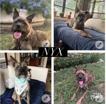Nyx -  Schnauzer and Pit Bull Terrier Dog for Adoption in New Braunfels, Texas - Nyx | PetCurious
