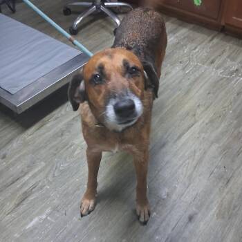 Suki -  Hound Dog for Adoption in Summerville, South Carolina - Suki | PetCurious