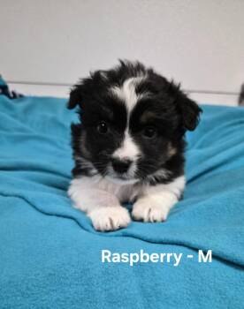 Raspberry -  Australian Shepherd Dog for Adoption in Hillside, Illinois - Raspberry | PetCurious