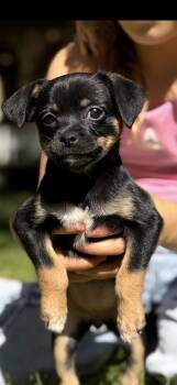 Zoey -  Chihuahua and Miniature Pinscher Dog for Adoption in Redlands, California - Zoey | PetCurious