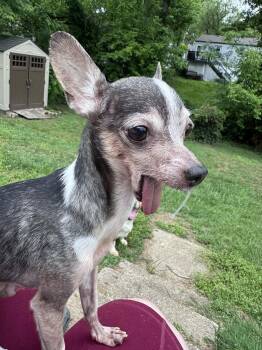 Legolas -  Chihuahua Dog Available for Adoption in St. Peters, Missouri - Legolas | PetCurious