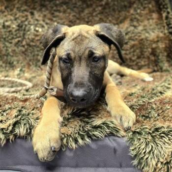 SUEDE -  Mastiff and Mixed Breed Dog for Adoption in Long Beach, California - SUEDE | PetCurious