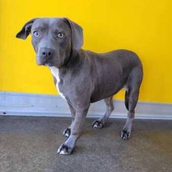 DOODLE -  Mixed Breed Dog for Adoption in Fernandina Beach, Florida - DOODLE | PetCurious
