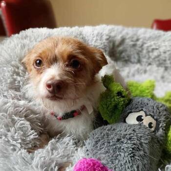 Canelo -  Chihuahua Dog for Adoption in Houston, Texas - Canelo | PetCurious